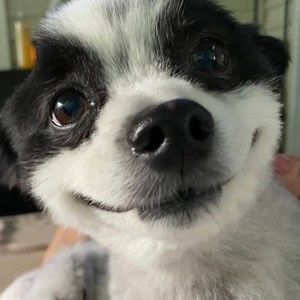 Meet your Posher, Shannon